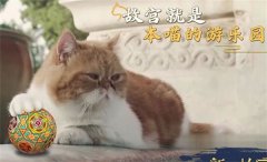 红墙金顶雪皑皑，银装素裹御猫来