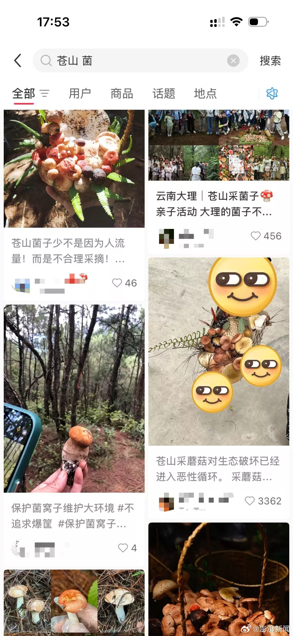 大理野生菌被指遭游客掠夺式采摘：有人掘地三尺找菌子