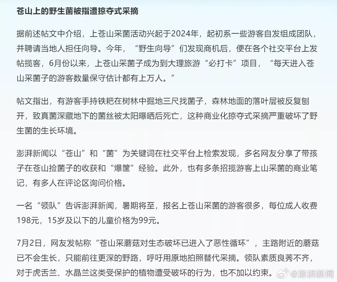 大理野生菌被指遭游客掠夺式采摘：有人掘地三尺