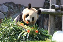 4熊猫要还中国  3000人塞爆园区抢看最后一眼