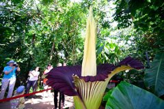 罕见！植物园“尸花”盛开 奇臭无比 引爆游客