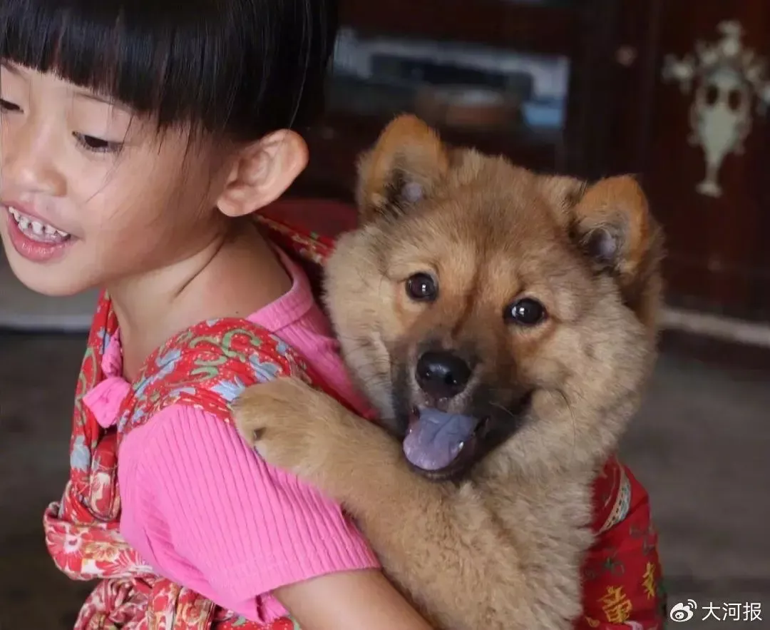 多地解禁中华田园犬 文化的回归也是治理的精细化