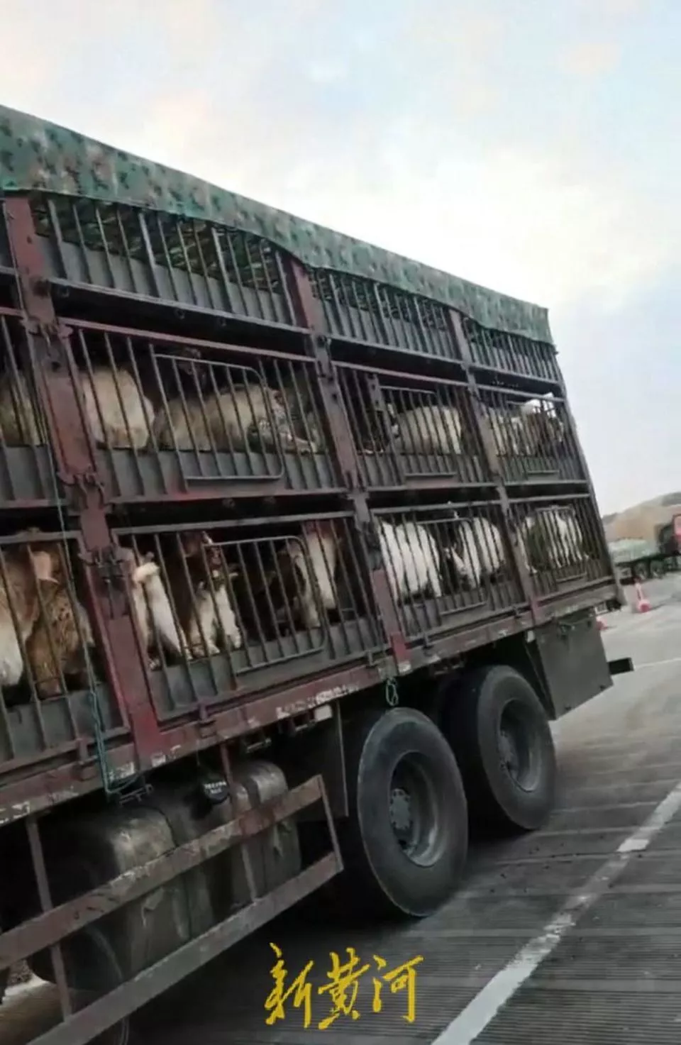 养殖户称543只羊遭羊贩盗卖,贵州当地警方立案又撤案