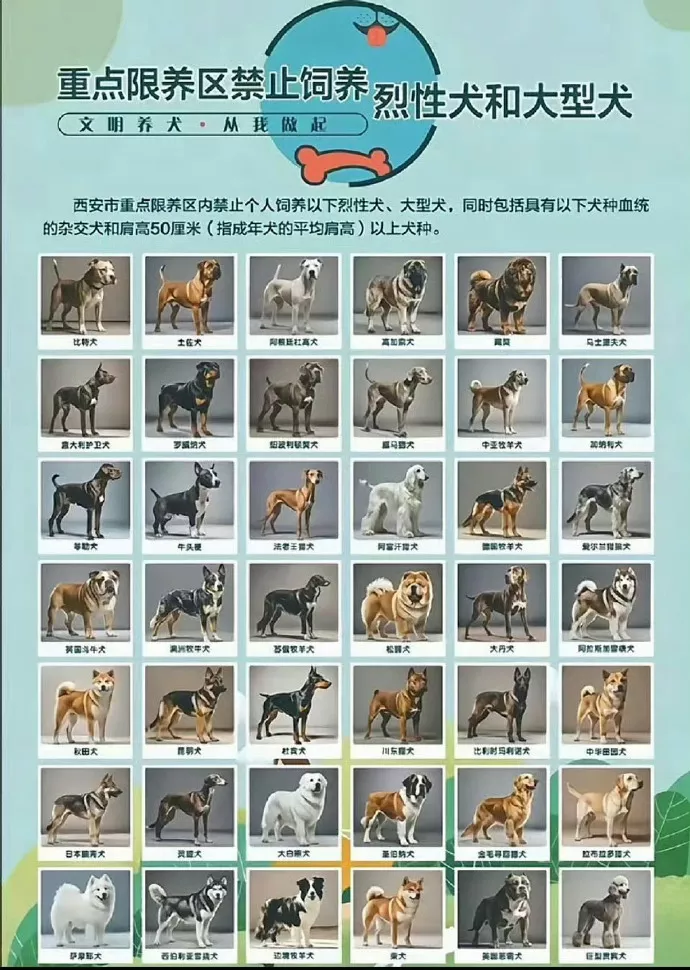 “老祖宗严选为何不让养?”中华田园犬被禁养引热议