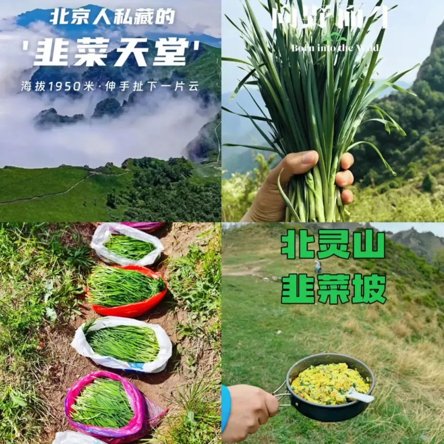 北灵山“花式”割韭菜(图片来源:北京晚报)