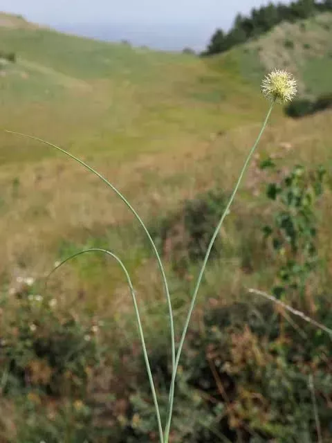 野葱(图片来源:plants of the world online)