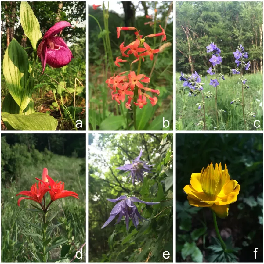 华北高山草甸的野花大花杓兰(a)、胭脂花(b)、花荵(c)有斑百合(d)、长瓣铁线莲(e)、金莲花(f)(图片来源:作者)
