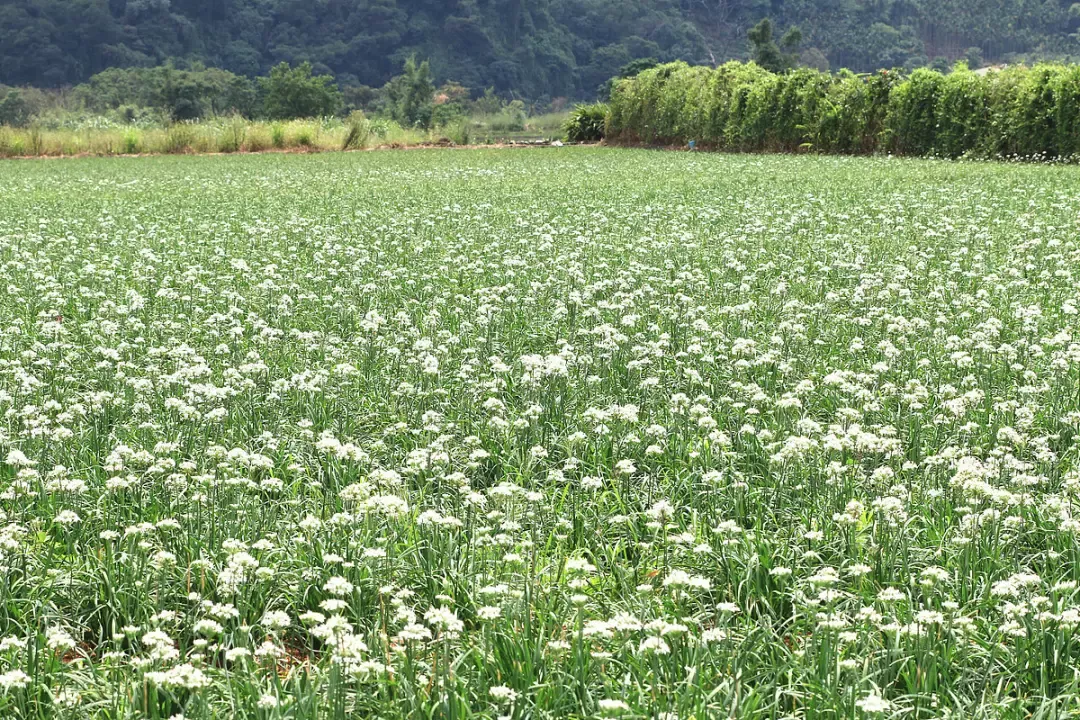 韭菜花田(图片来源:veer图库)