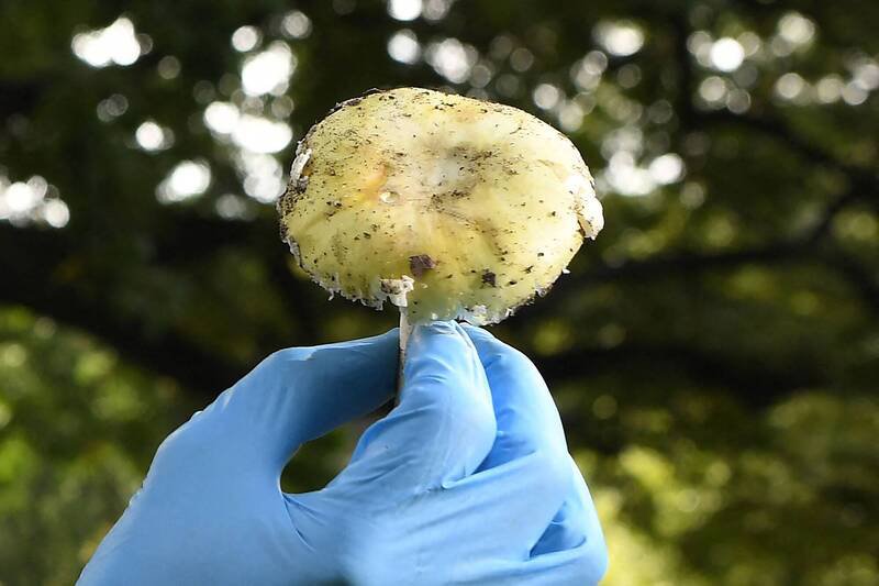 致命的「死帽菇」(Death Cap mushroom)是澳洲主妇派特森用以毒杀三名亲属的犯案工具,也是全球最毒的蕈类之一。(法新社档案照) 致命的「死帽菇」(Death Cap mushroom)是澳洲主妇派特森用以毒杀三名亲属的犯案工具,也是全球最毒的蕈类之一。(法新社档案照)