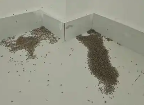 ▲大量蚊子被热死。 （图/翻摄自微博）