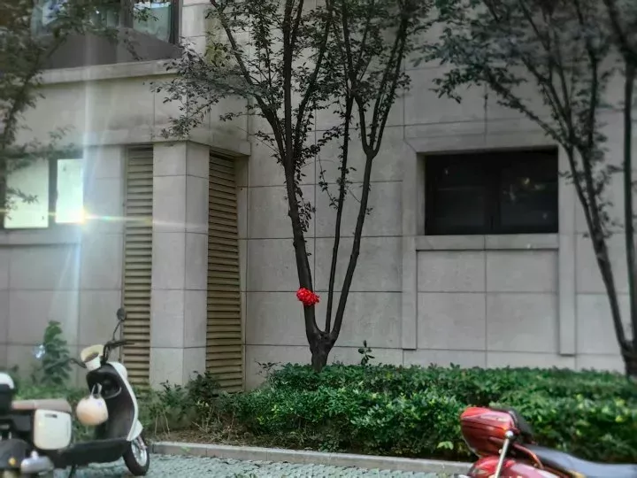 这棵树挡了一下