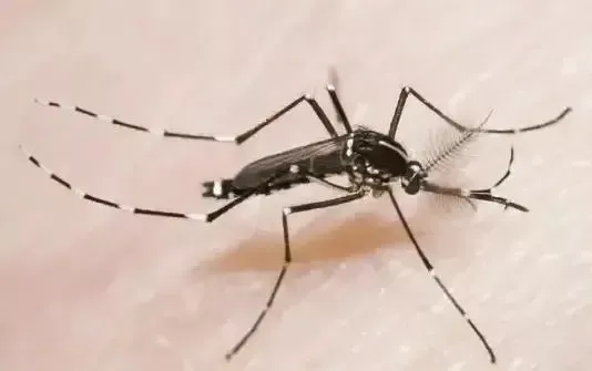 广东佛山确诊超2600例 基孔肯雅热疫情易跨省传播