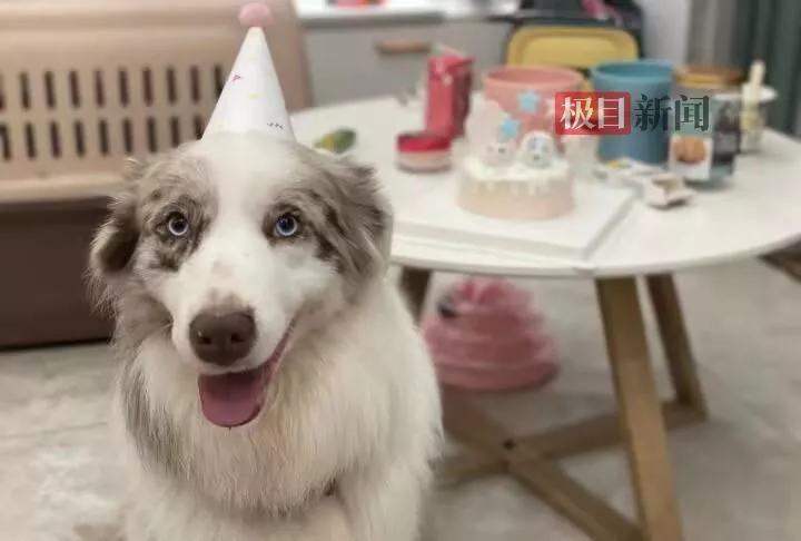 狗狗被宠物店放在烘干箱活活烤死?涉事门店已歇业