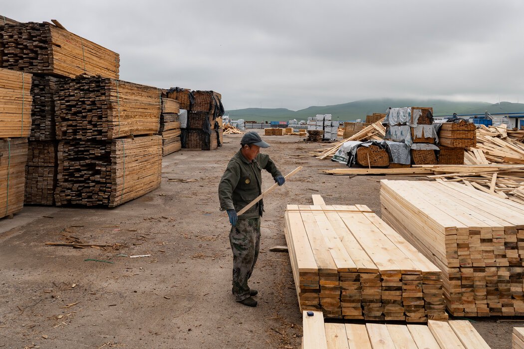 俄罗斯禁止向中国新砍伐的松木原木。因此,松木在西伯利亚被制成木板,这让满洲里的商人们很不满。