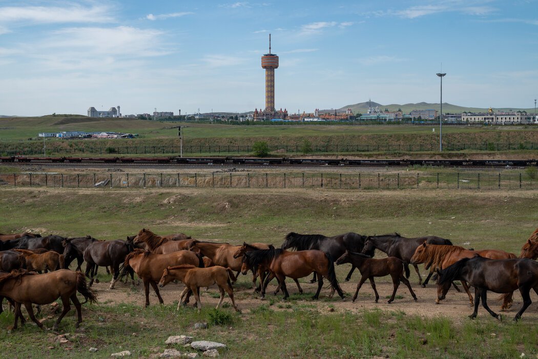 满洲里草原上的马群。