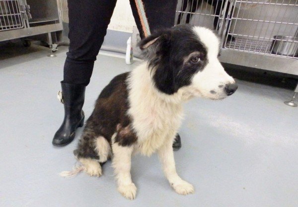 动保员发现牧羊犬遭恶意弃养,仍在大雨中痴等主人回来,立即将牠带进宠物银行照料。(基隆市动物保护防疫所提供) 动保员发现牧羊犬遭恶意弃养,仍在大雨中痴等主人回来,立即将牠带进宠物银行照料。(基隆市动物保护防疫所提供)