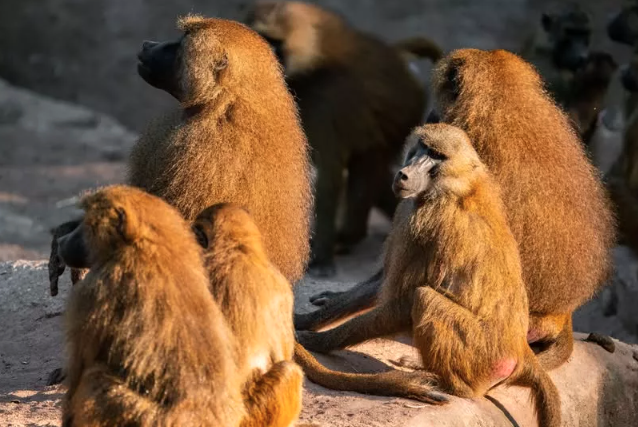 动物园扑杀12只狒狒喂食猛兽 引发愤怒抗议