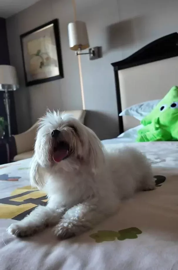 “宠物陪睡主题房间”内的狗狗。图/九派新闻 余兆晨