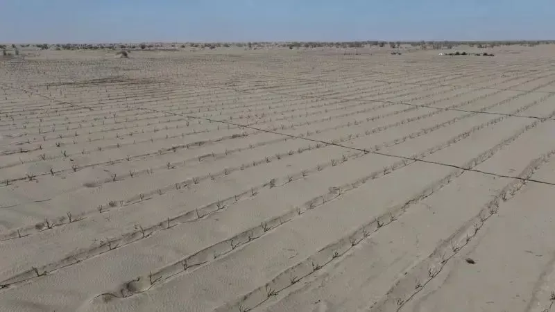 策勒乡防沙治沙点已栽种好的红枣树（航拍图）/阿巴拜科日 摄