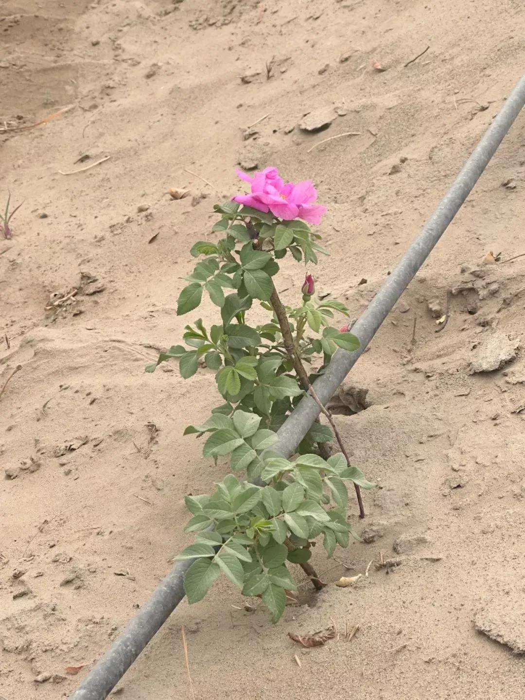 沙漠玫瑰/南风窗 乔悦摄
