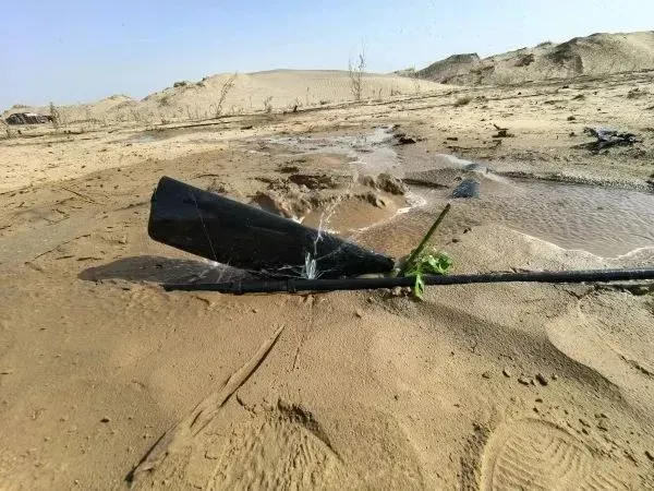 为沙漠中的植绿进行滴灌，确保苗木成活/图源：策勒县融媒体中心