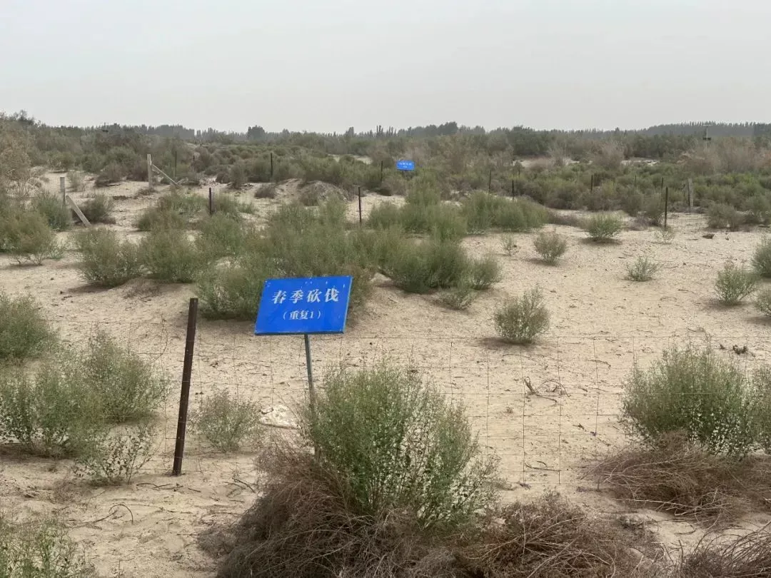 研究站的试验田/南风窗 乔悦摄