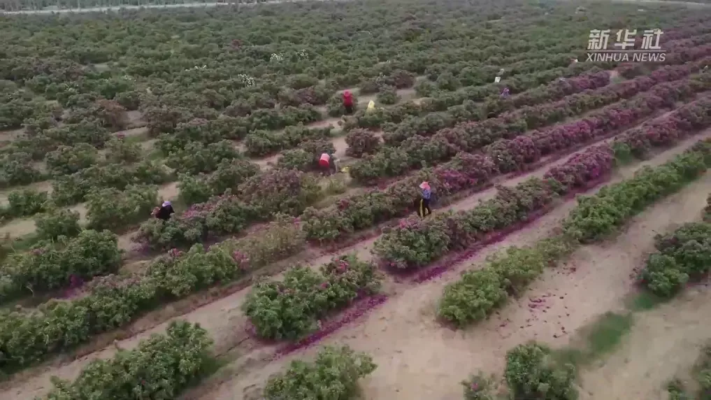 村民正在采摘玫瑰花/图源：新华社