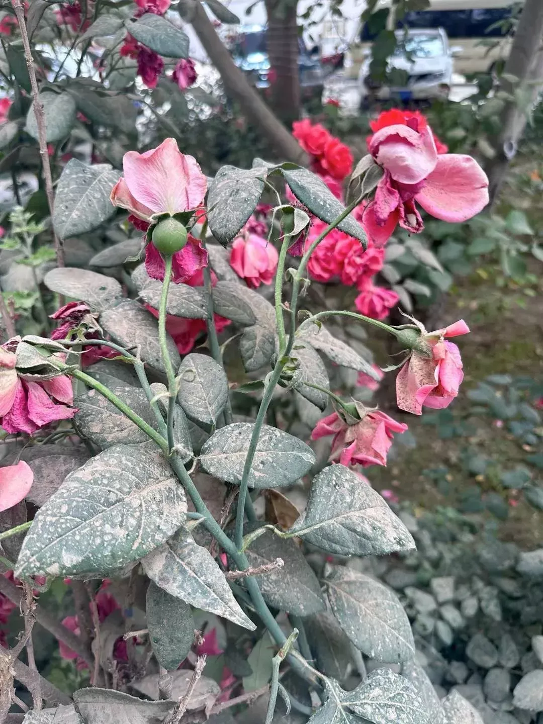 3046公里，她们用玫瑰锁住了塔克拉玛干