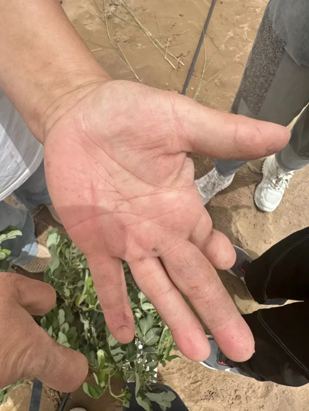 古丽的手/南风窗 乔悦摄