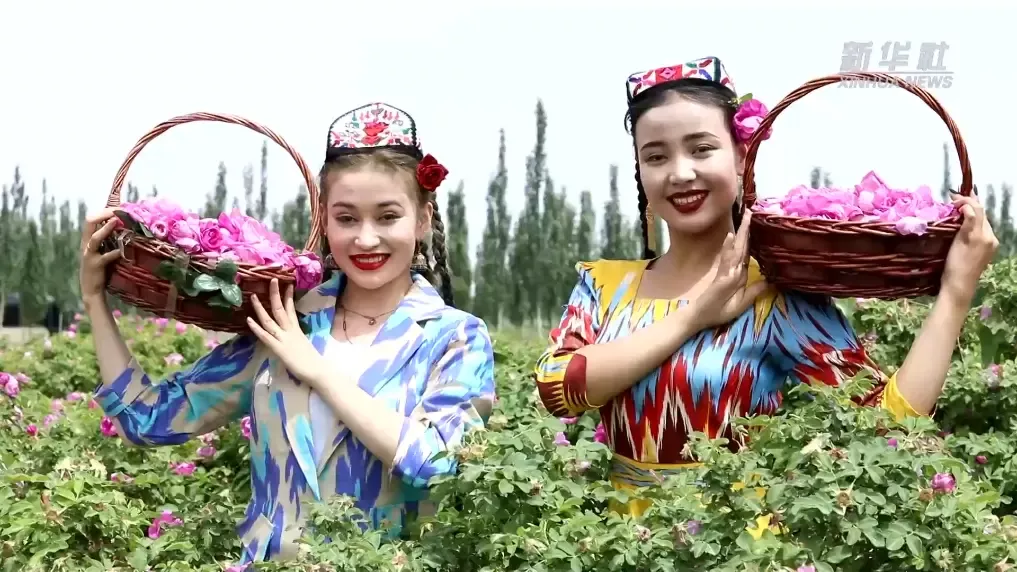 兼具生态效益和经济效益的玫瑰花在沙漠尽情绽放/图源：新华社