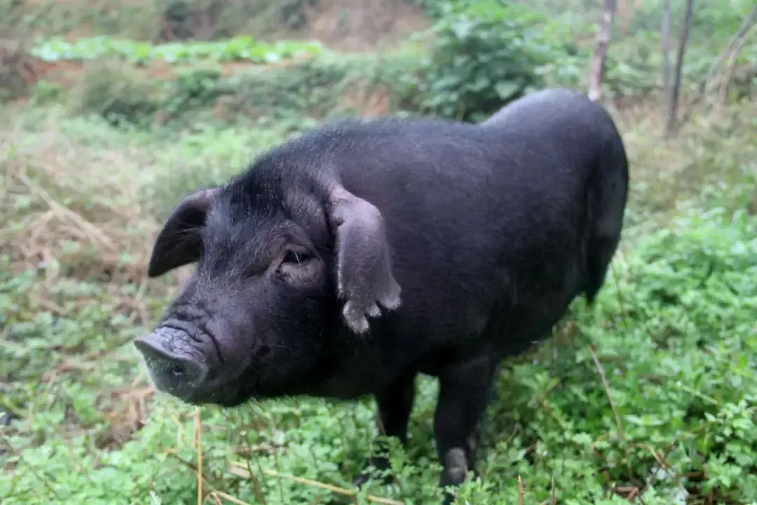 餐饮业请注意，这个董事长要对你们下狠手了