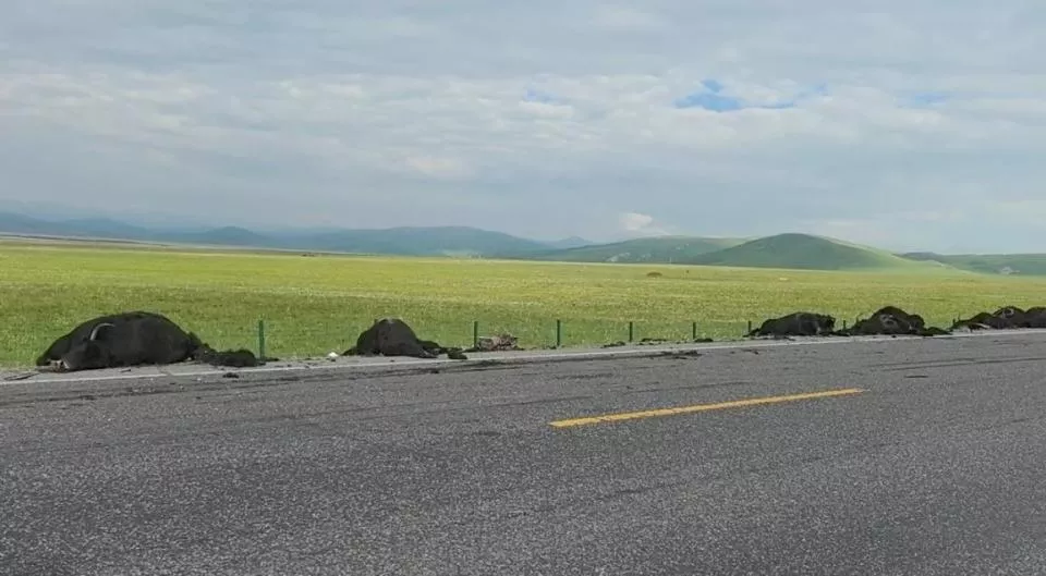 甘肃32头牦牛凌晨过马路被货车撞上 交警：死了16头