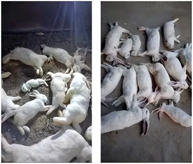 养殖棚被强制搬迁500多只兔子死亡 男子维权被抓