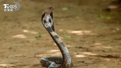 眼镜蛇被1岁童当玩具 徒手捡起狠咬 撕成两半