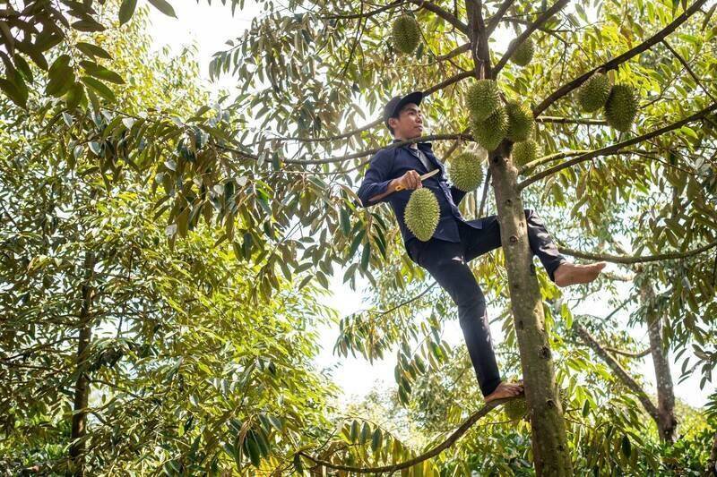 港媒指出,中国将进一步收紧越南榴莲进口规定。 示意图。 (彭博) 港媒指出,中国将进一步收紧越南榴莲进口规定。 示意图。 (彭博)