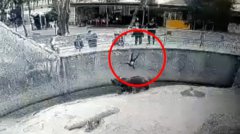 妈带3岁女逛动物园 竟把她丢去喂棕熊 画面曝光