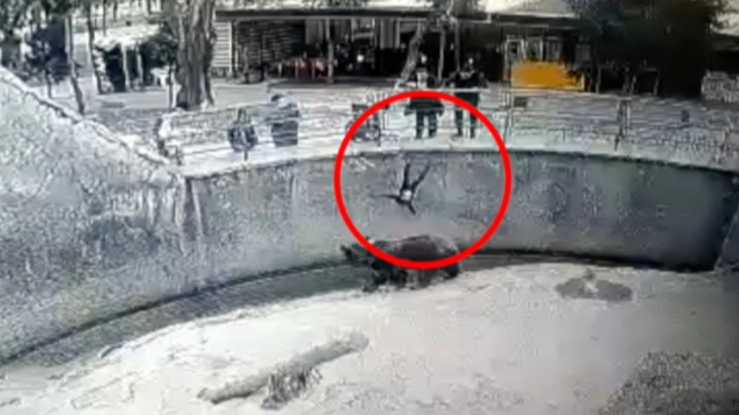 乌兹别克斯坦一名女子带着三岁童逛动物园时,竟突然把女童丢进棕熊区。 (图/翻摄自tashkent_zoo IG)