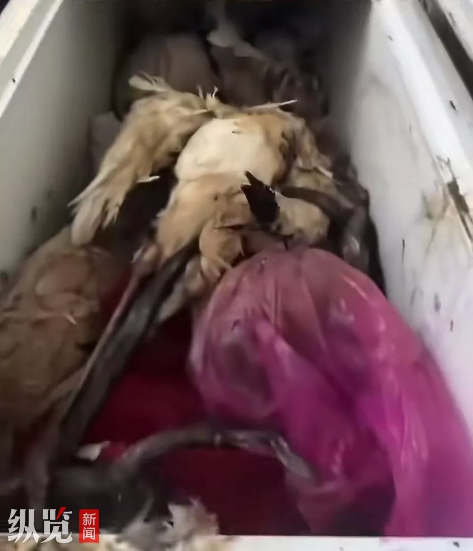 动物园冰柜内现大量野生动物尸体，公安已介入调查