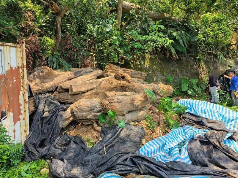 男子土地堆满扁柏、红桧共13公吨，警方查缉男子坚称捡漂流木所得。（保7总队第5大队提供）。
