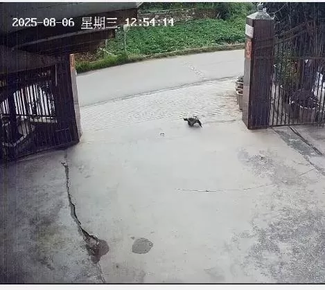 养了三十多年的鳄龟被司机抱走,主人恳求“不要杀它”