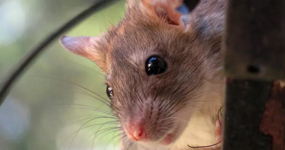 纽约向老鼠“全面开战”!高科技追踪 食物断供双管齐下