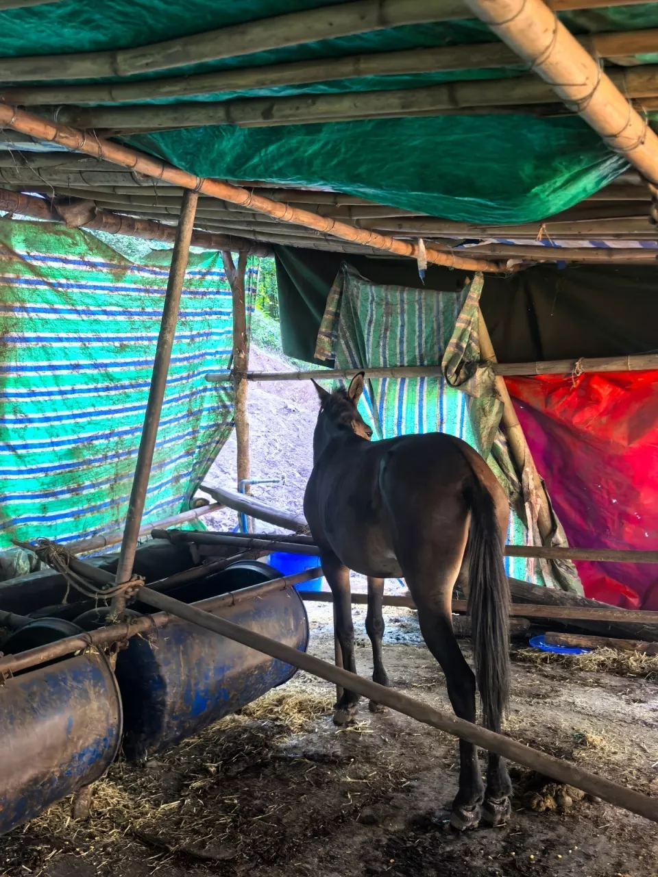 峨眉山骡队“失业”，从业者：无人机无法完全取代骡子