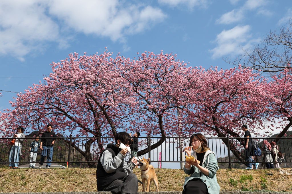 2025年3月2日,日本河津町,圖為前來賞櫻花的人們聚集在樹下享用美食。(Getty)