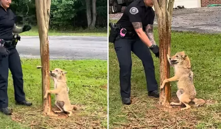郊狼卡树上超尴尬!见警察“汪汪叫”网笑翻(视频)
