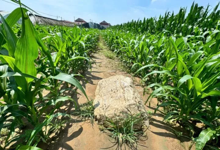 全国最矮的山仅0.6米高?当地:确为县级文物