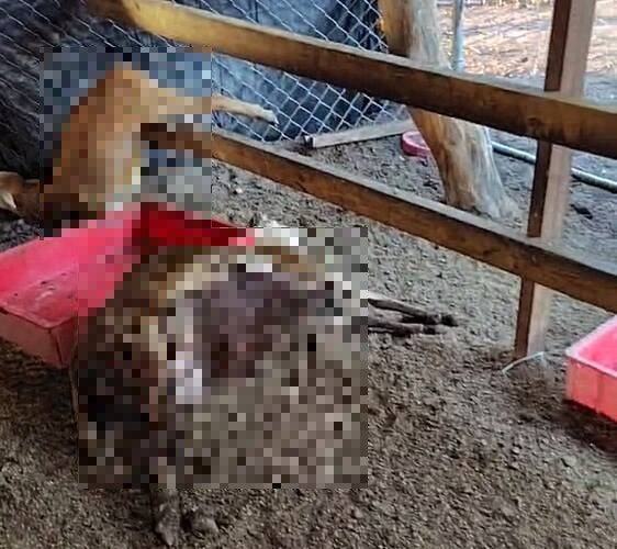 林姓饲主所养肉羊大量死亡，经过解剖确认是遭到农药剧毒托福松所害。（民众提供）