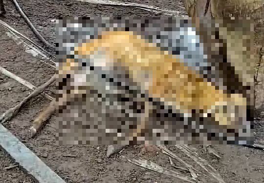 林姓饲主所养肉羊大量死亡，经过解剖确认是遭到农药剧毒托福松所害。（民众提供）