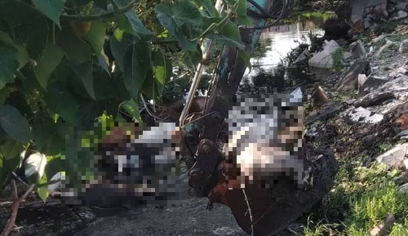 林姓饲主所养的肉羊出现大量死亡，饲主心痛不已。（民众提供）