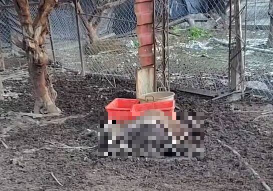 林姓饲主所养肉羊大量死亡，经过解剖确认是遭到农药剧毒托福松所害。（民众提供）