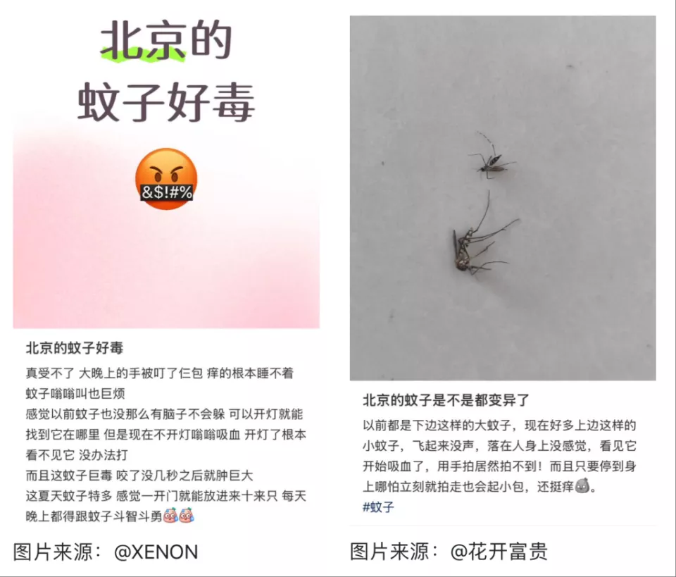 全球“最毒”的蚊子,为何批量北上?